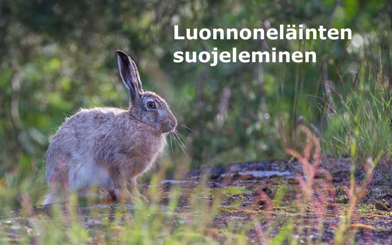 Luonnoneläinten Suojeleminen | Papunet