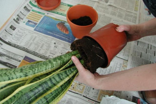 Valokuvassa henkilö poistaa viherkasvin pienestä ruskeasta ruukusta kallistamalla sitä, alla näkyy levitetty sanomalehti ja toinen puoliksi mullalla täytetty kukkaruukku.