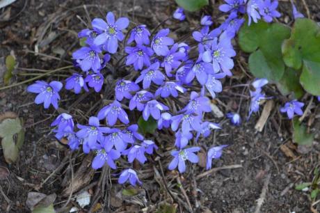Valokuvassa on sinivuokkoja keväisessä metsässä.