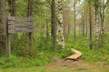 Valokuvassa on metsää retkeilyalueelta ja puista tehty polku.