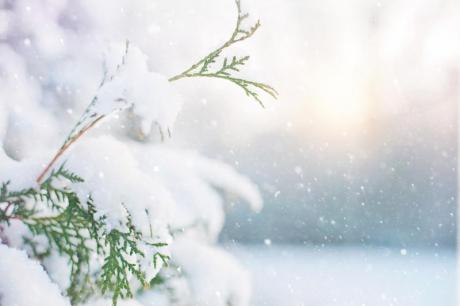 Valokuvassa on puutarhakuusenoksa lumisessa maisemassa.